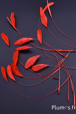 Coquetips - 13-18 cm - arancio sanguigno